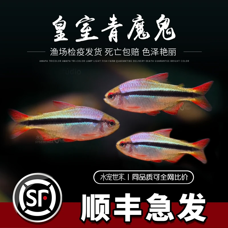 皇室青魔鬼灯鱼红绿灯宝莲灯皇室青魔鬼蓝国王甜心柠檬热带观赏鱼