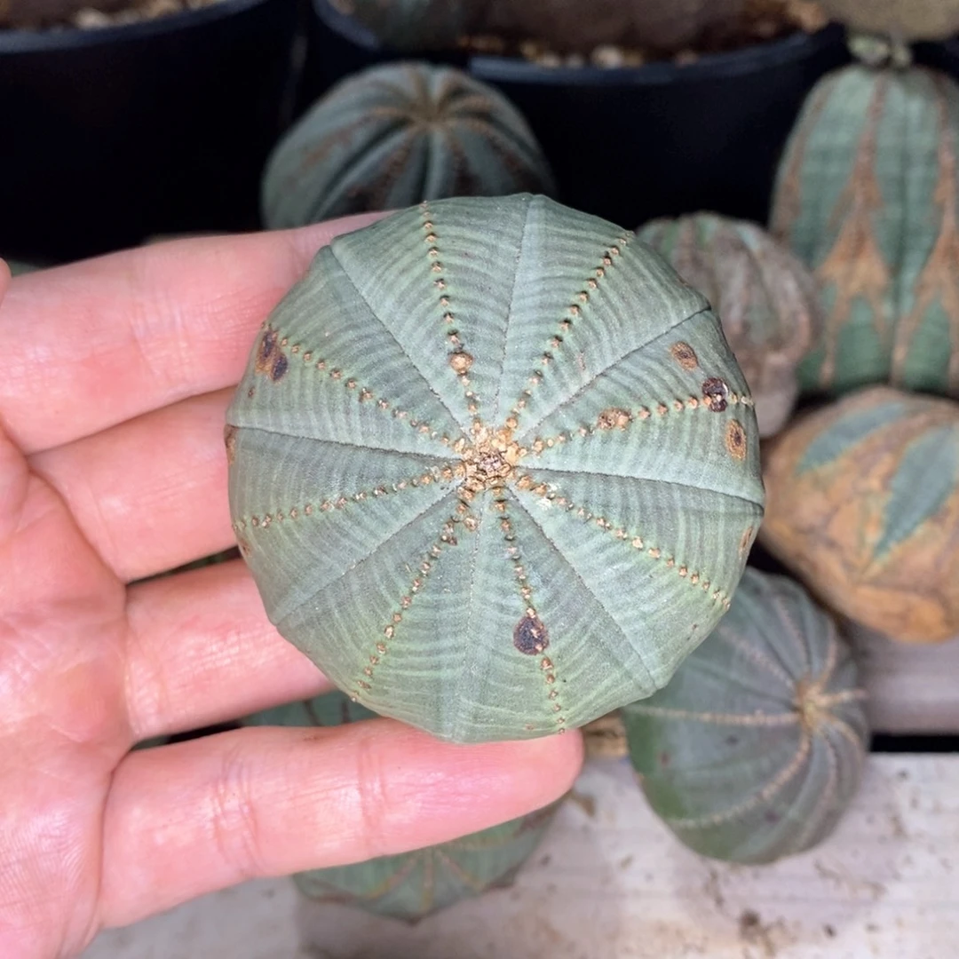 13 欧系实生布纹球多肉植物