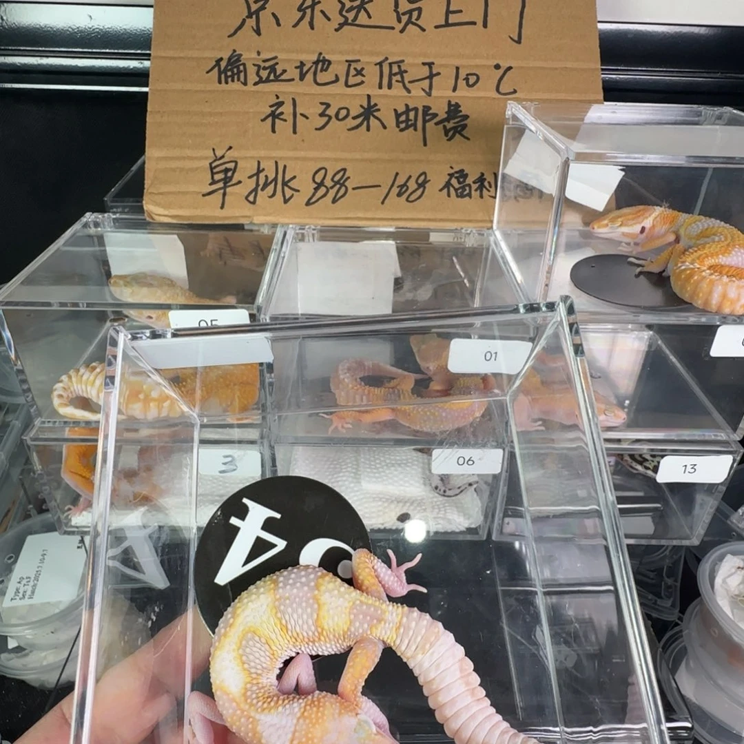 豹纹守宫白黄红眼暴龙妹妹