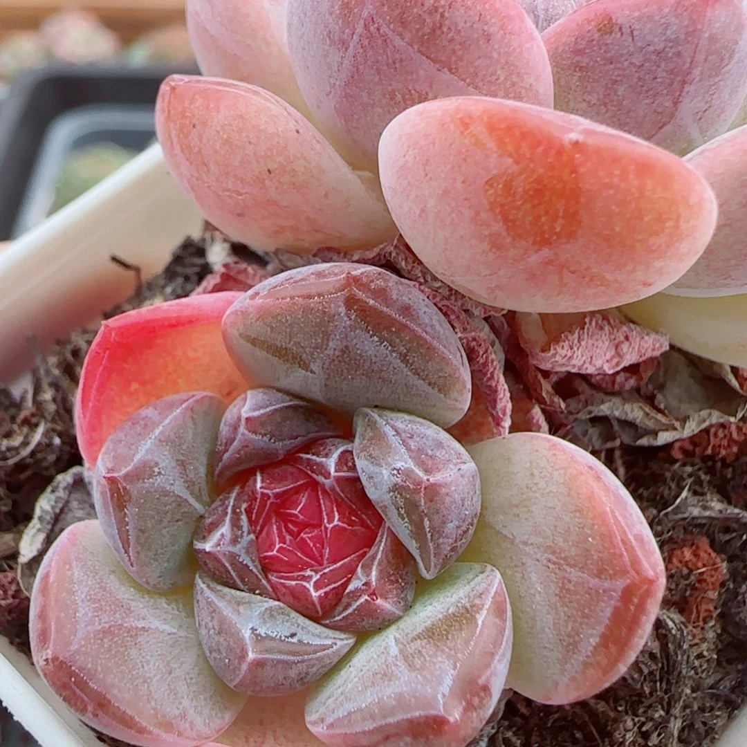 花语逸镜0925-34糖心珍妮