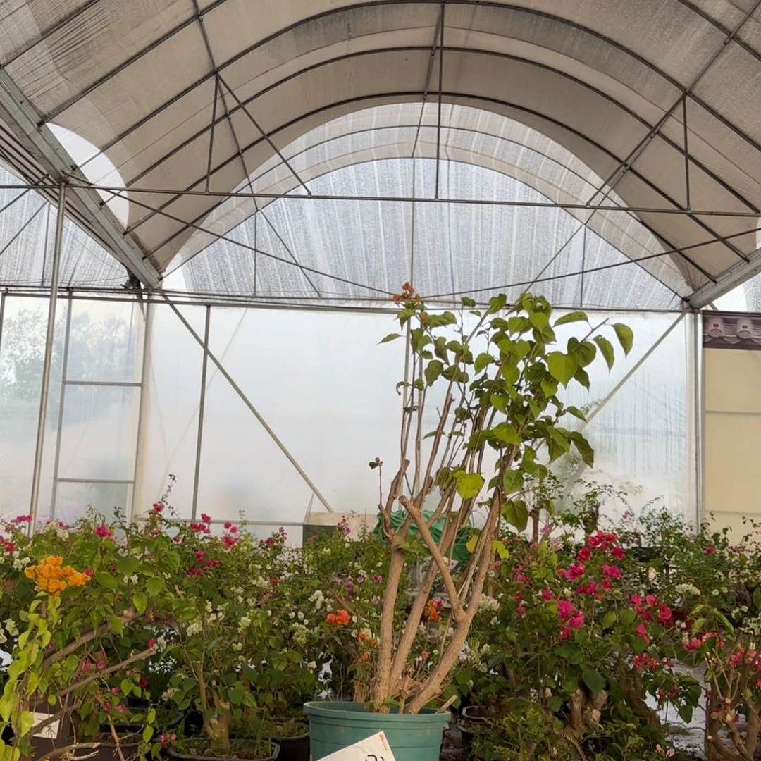 大部分花苞少量开放柠檬黄3脱盆