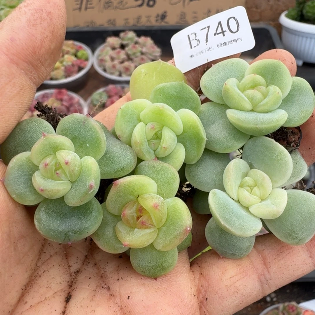 一物一拍一物一拍1026-740