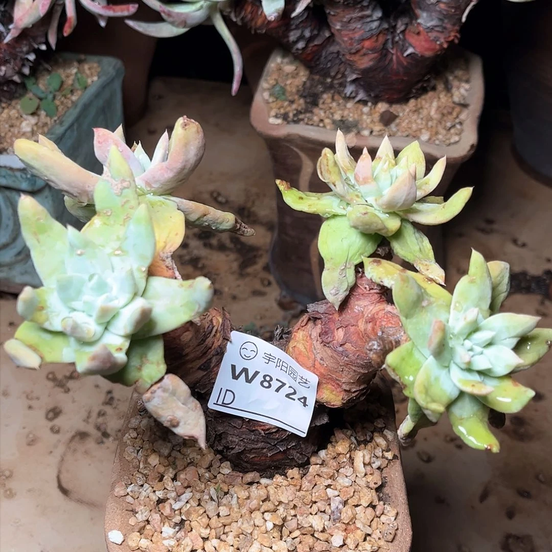 8724拇指仙女杯多肉