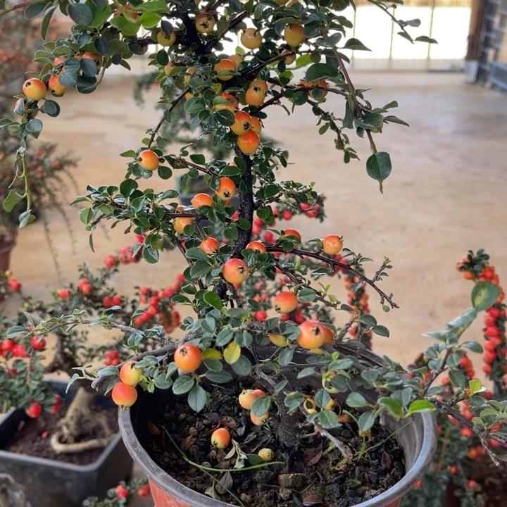 做***）无花朵云南高山白花