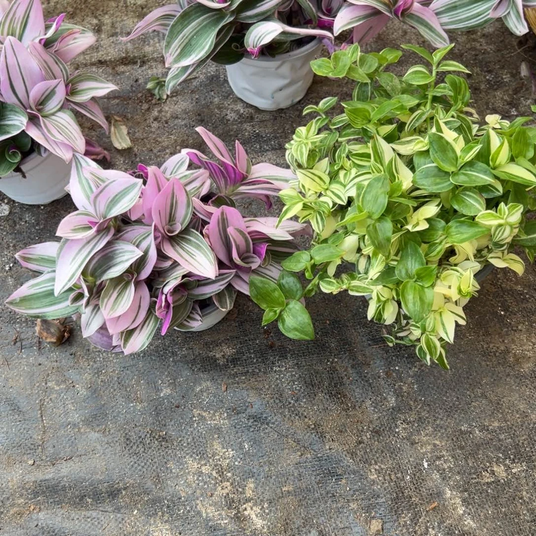 完全开放油画吊兰➕青白玉吊兰