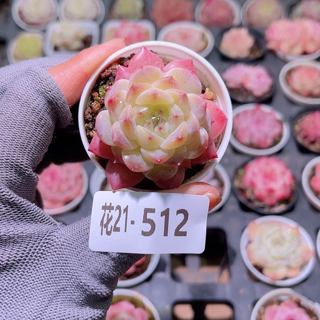 花21-512秘境冰魄