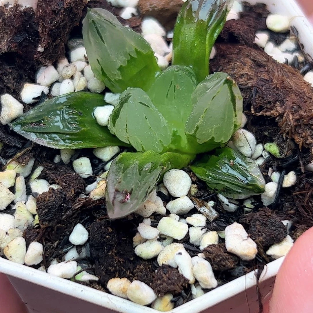 冰鸾玉十二卷多肉植物