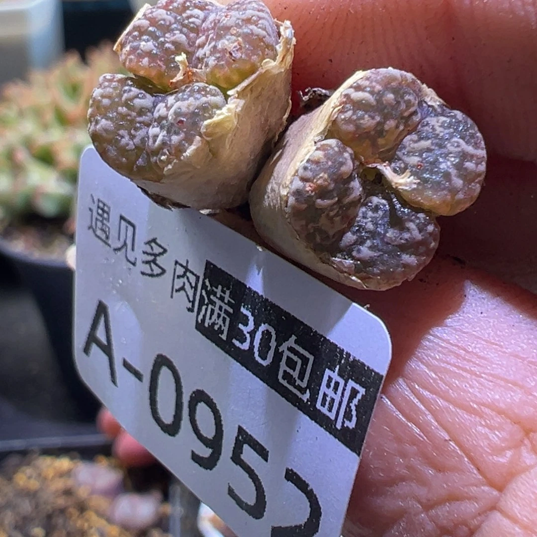 多肉植物111111111111111