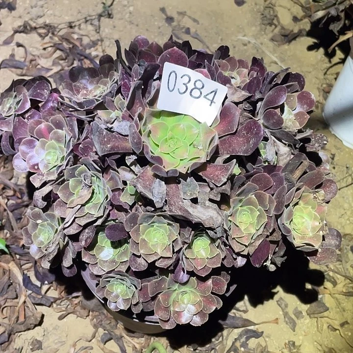 多肉植物法师384花呐