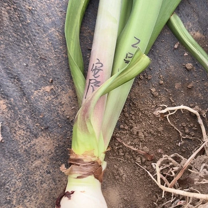 无花朵安陌花后球福利