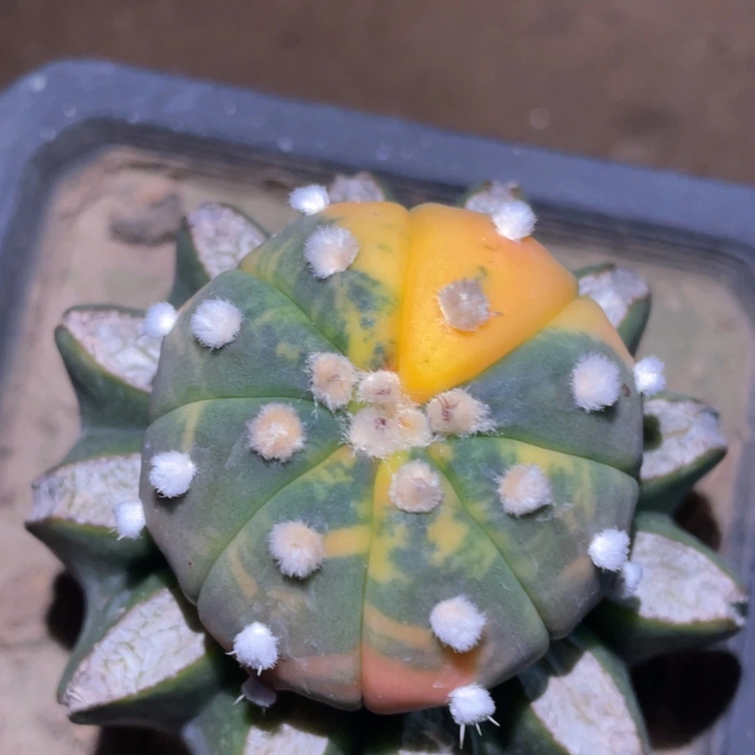 无花朵散斑琉璃兜锦004
