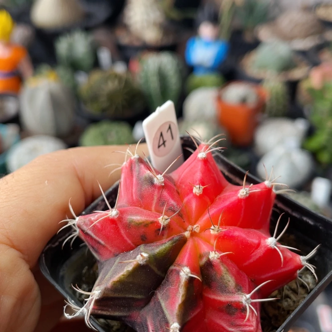 仙人球满28包邮盆口径5公分米哈锦