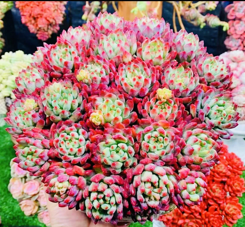 K蓝苹果,耐冻多肉，颜值高好养.室内外可养，带盆带土，云南基地发货