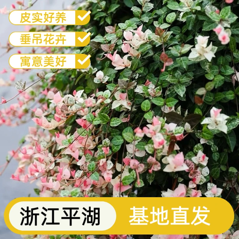 花叶络石盆栽彩色络石耐寒耐热耐晒阳台室外花园地栽植物花卉
