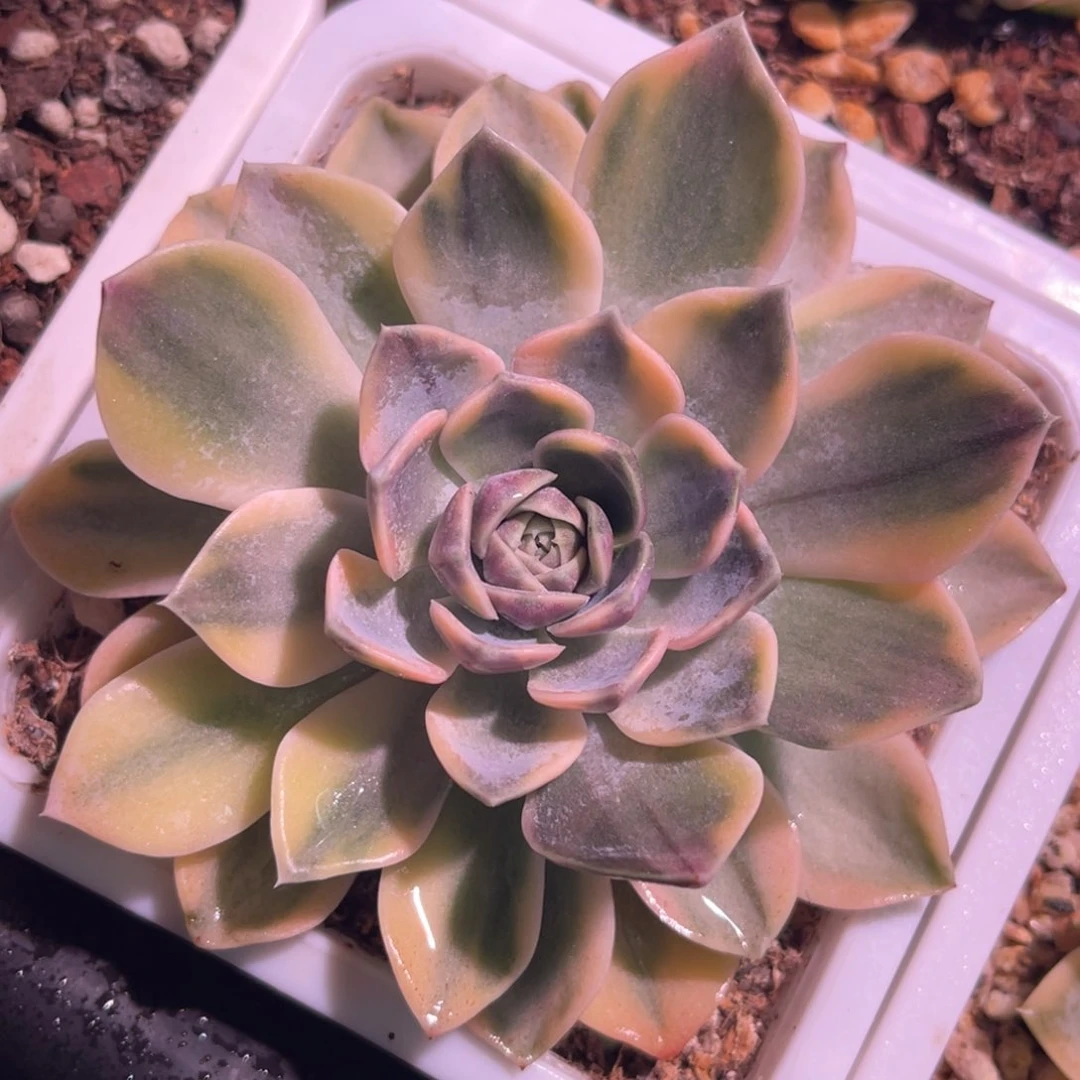 尚品特价汉堡锦111