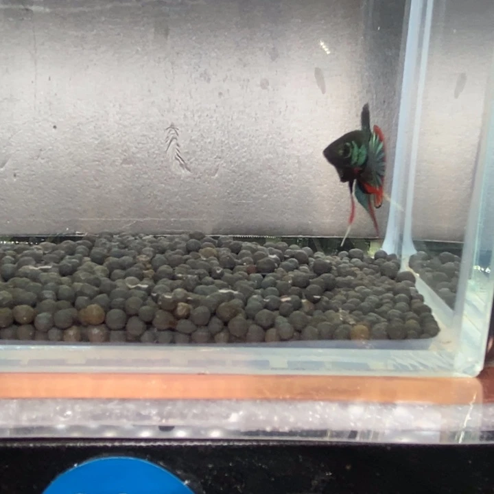 斗鱼泰国斗鱼297号