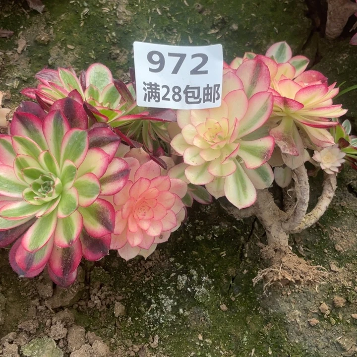 972两个倾城母本二号棚E