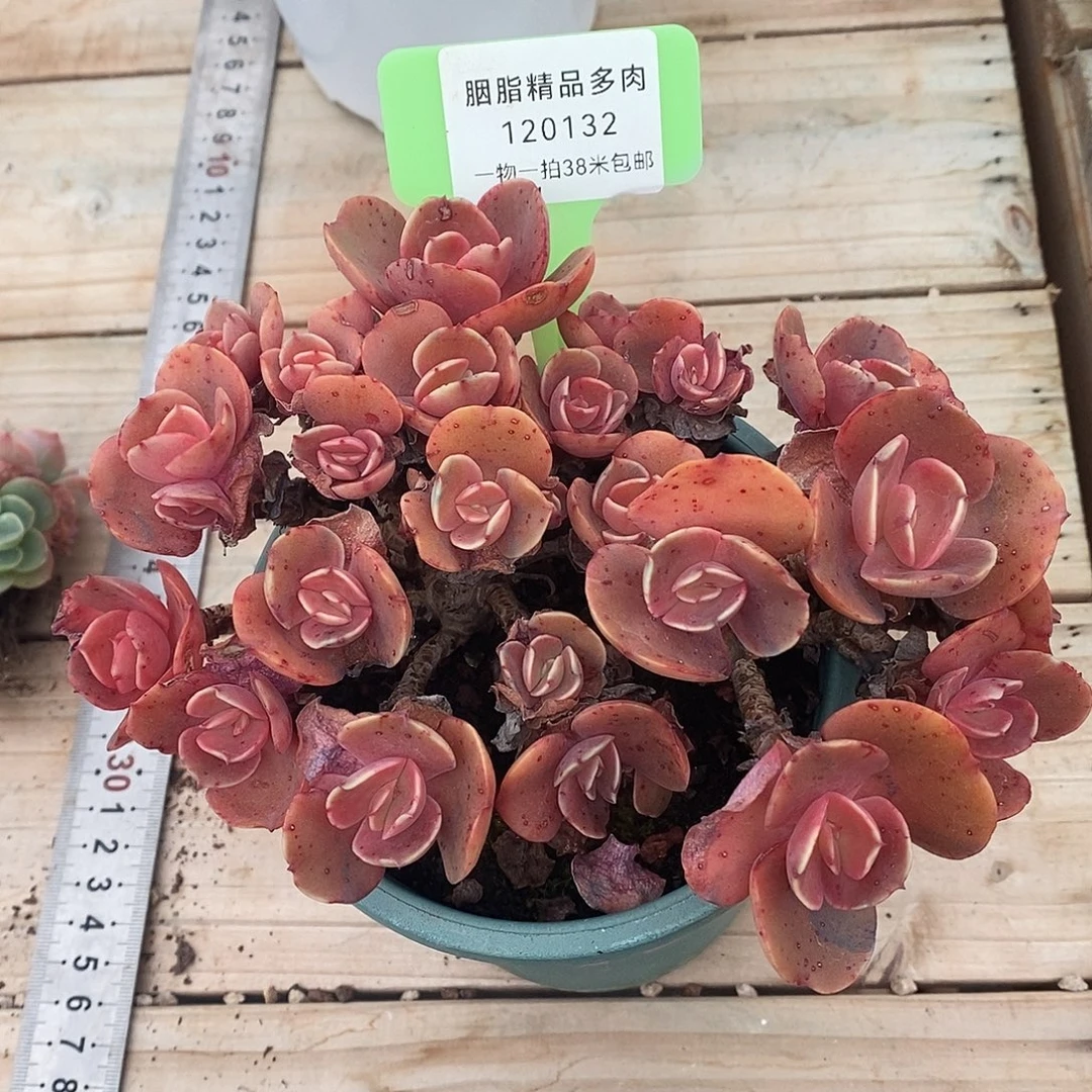 132天一老师咯呕吐去UN小雨