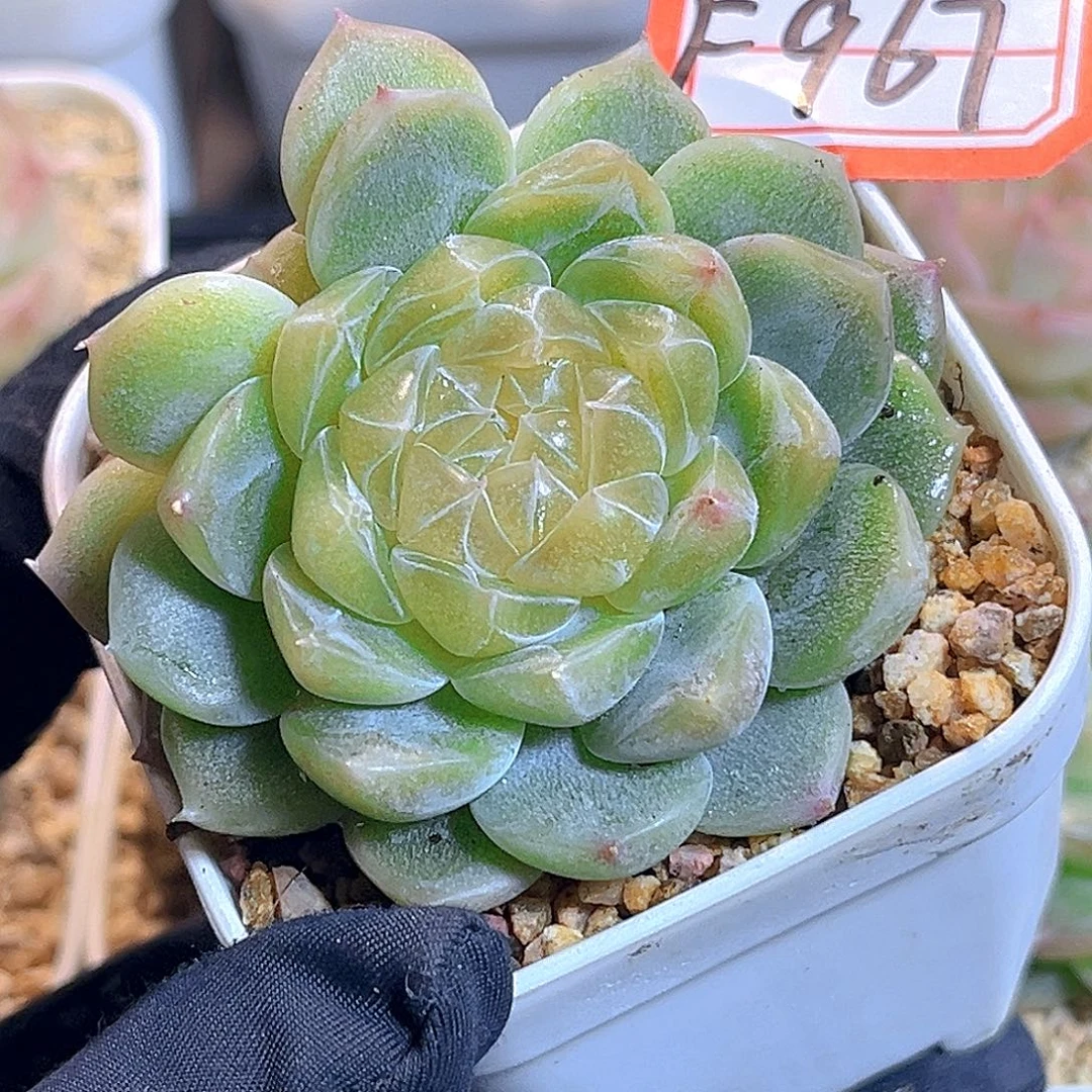 F967一物一拍 财富