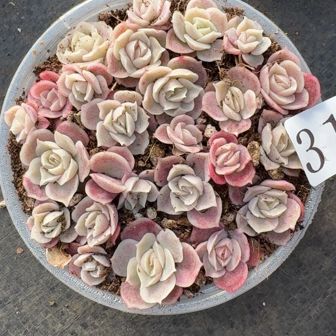 多肉植物多肉植物315