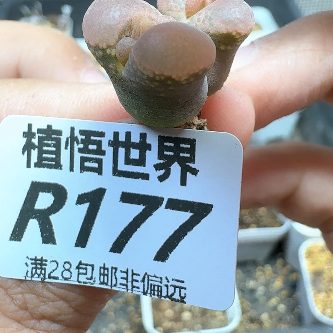 多肉植物的多肉植物