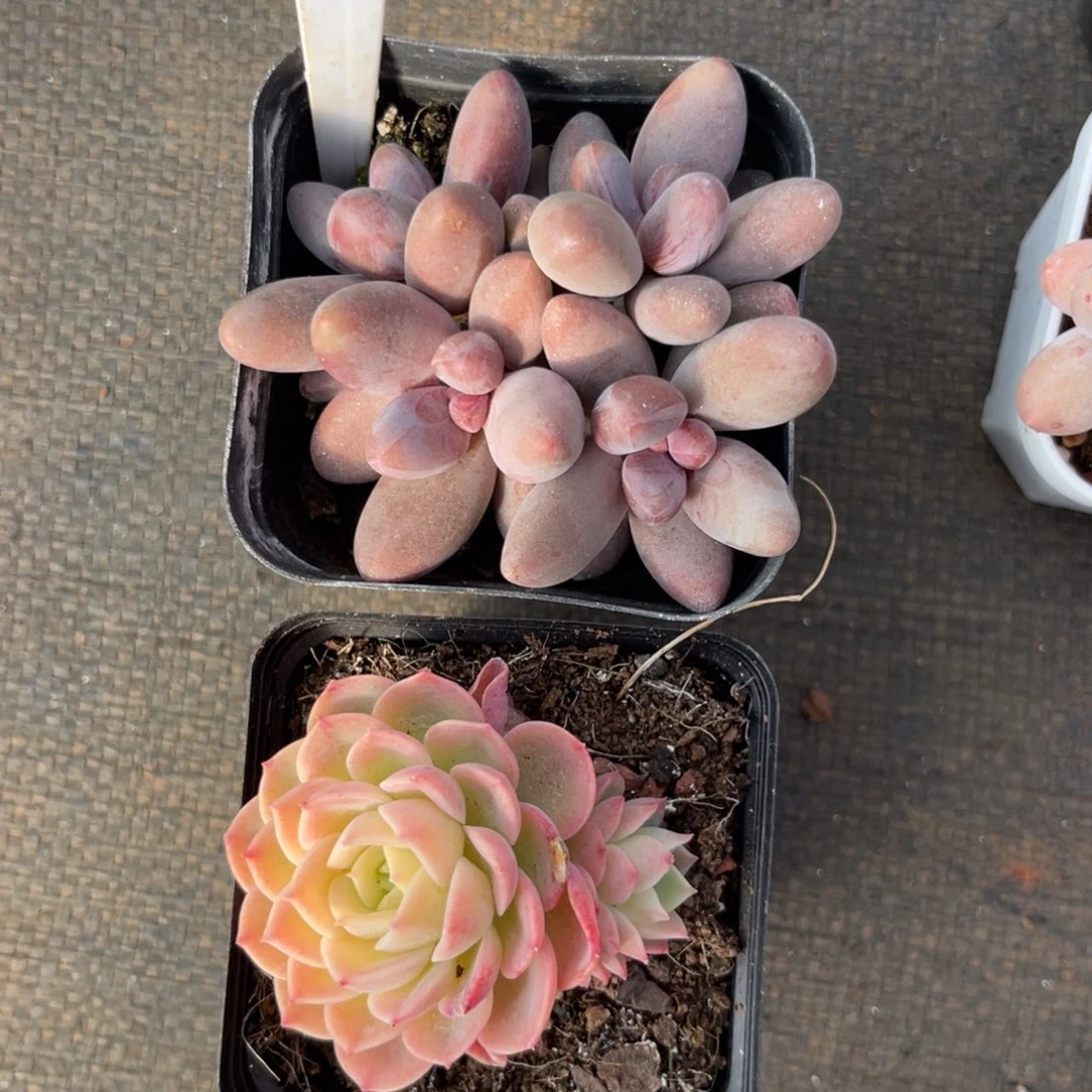 云尘多肉一物一拍185