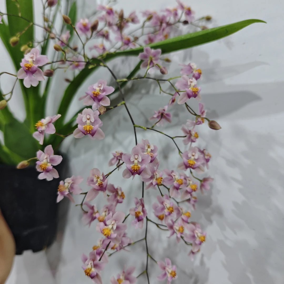 光宗粉梦香兰有香味好养护适合新手