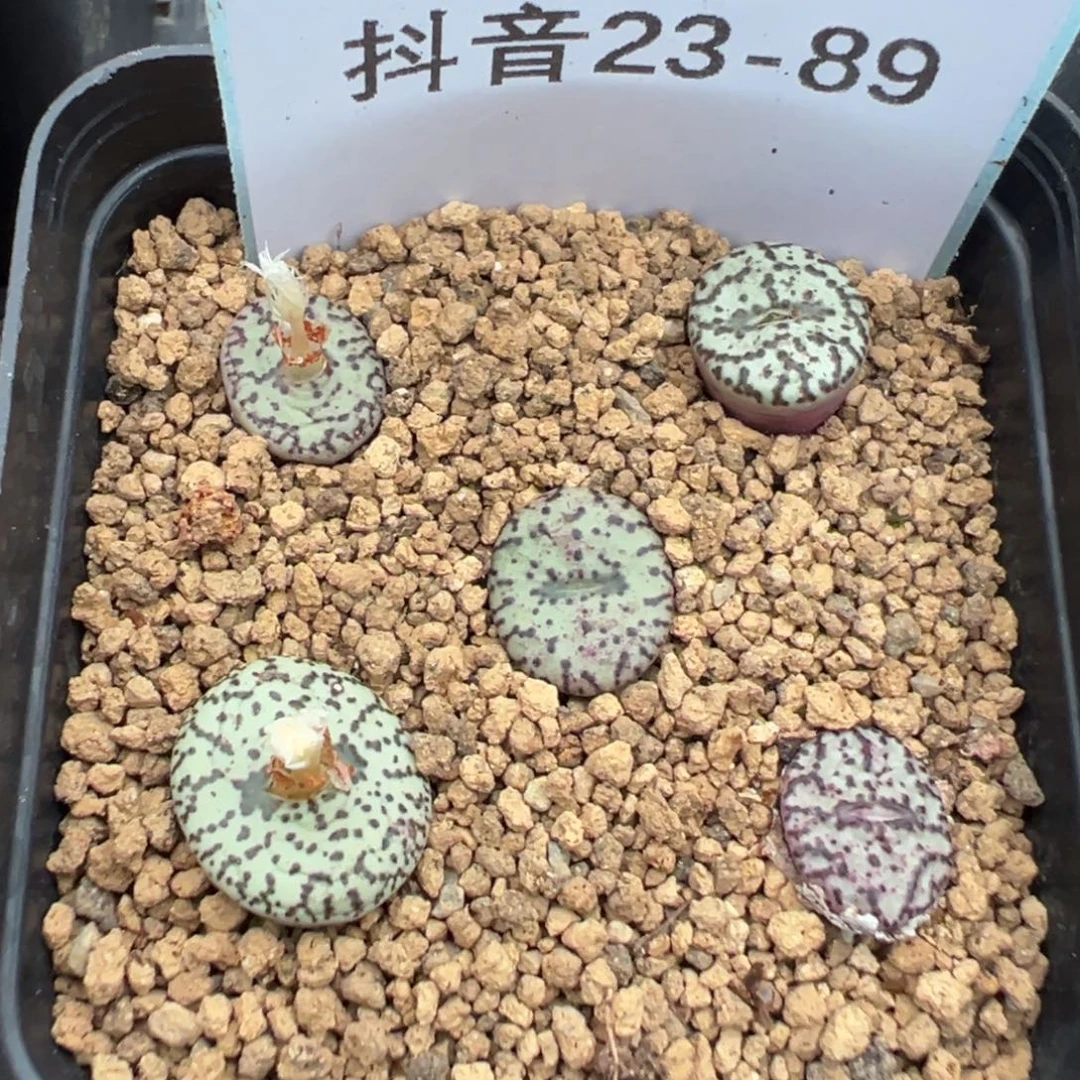 23-89肉锥多肉植物