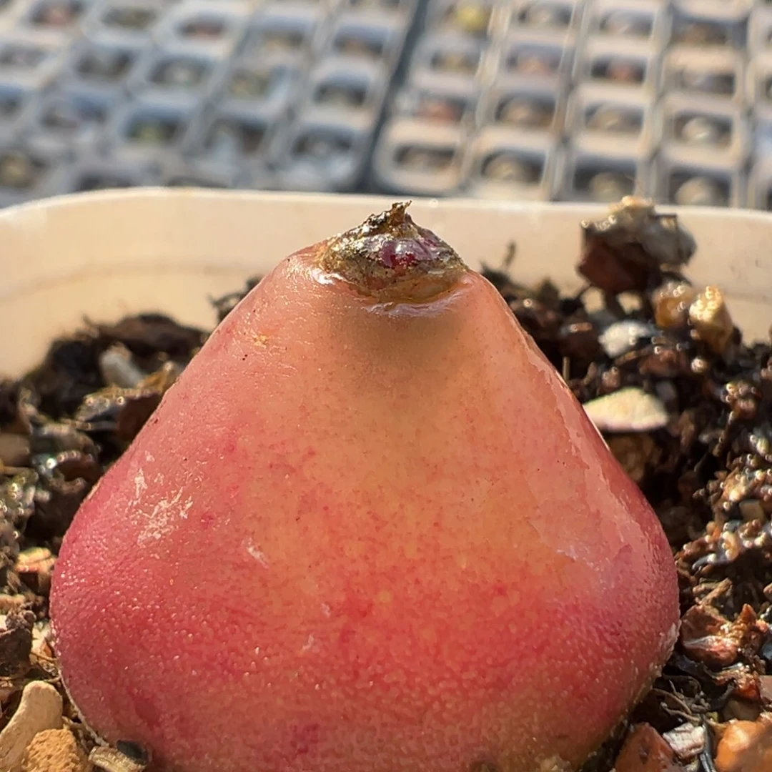 199多肉植物百科植物