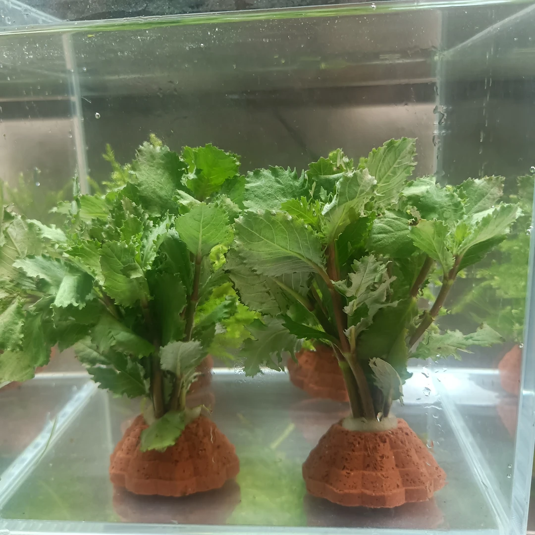 水罗兰水草水罗兰圆叶鱼缸草缸水族缸中后景有茎植物淡水装饰造景