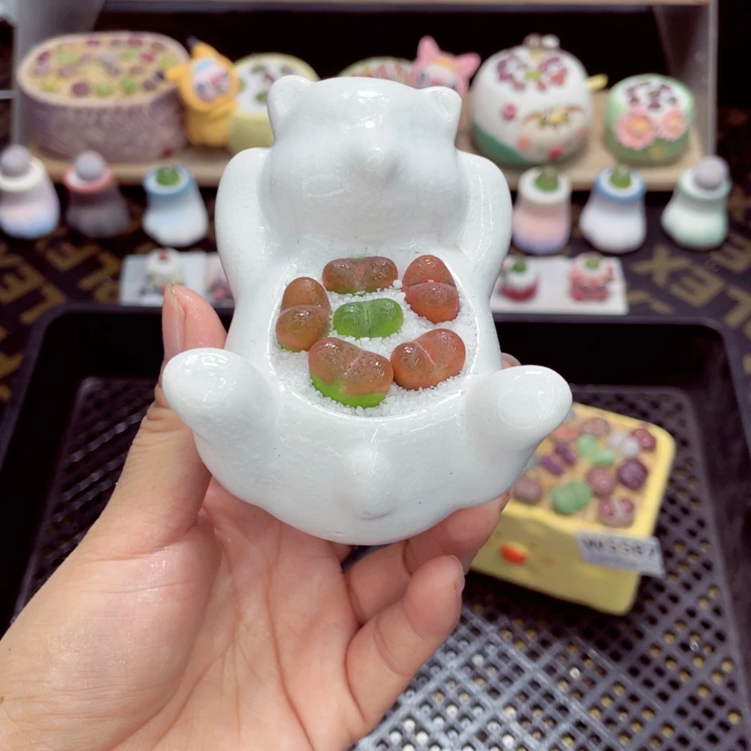 w5591 带盆土发货一物一拍