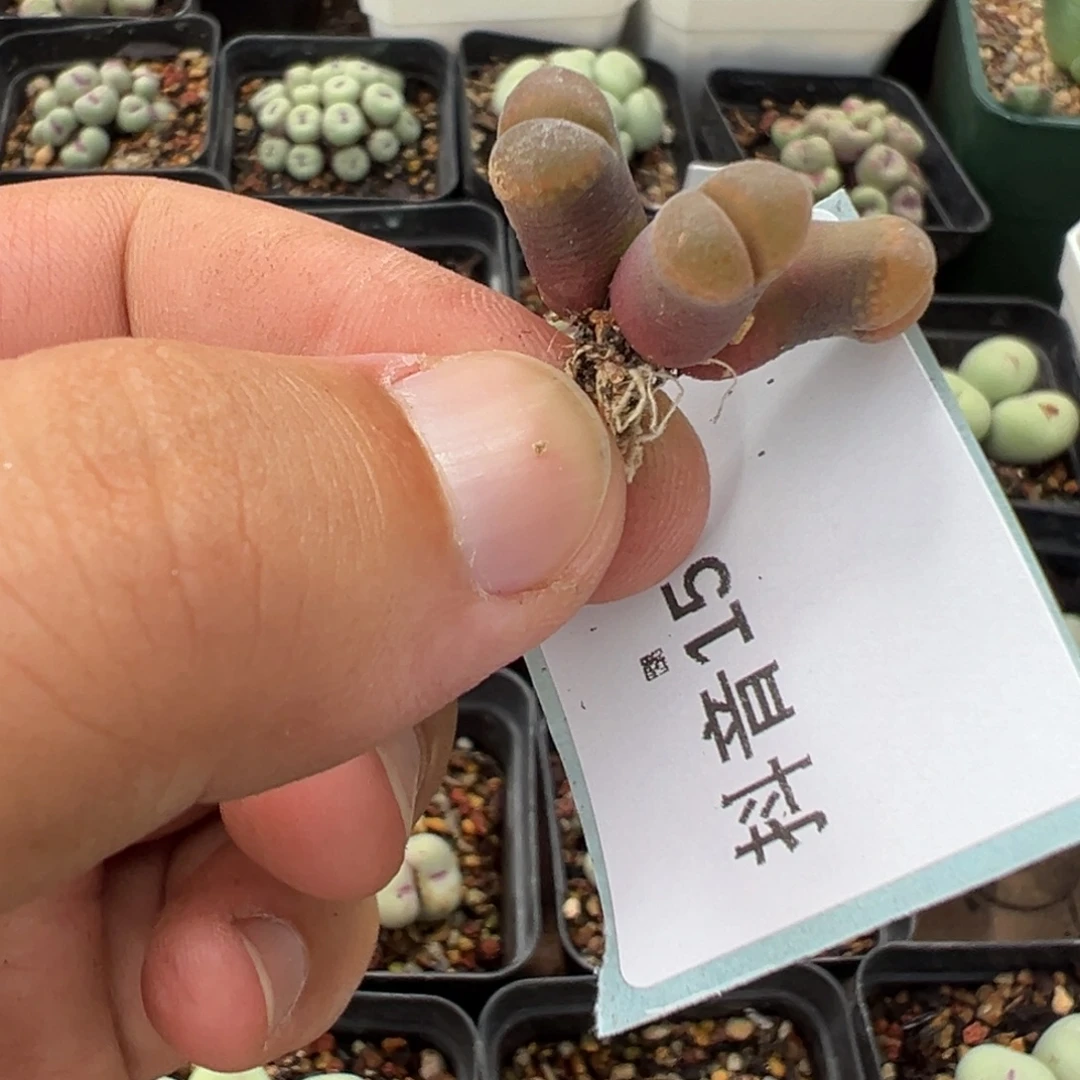 15-81肉锥多肉植物