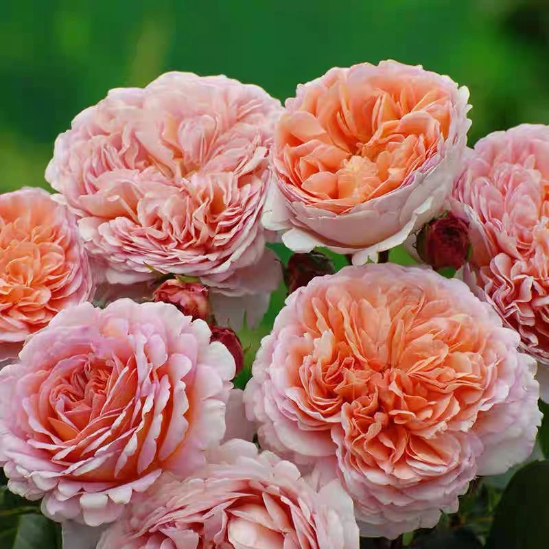 亚伯拉罕灌木月季好养浓香庭院多季节花卉植物盆栽苗