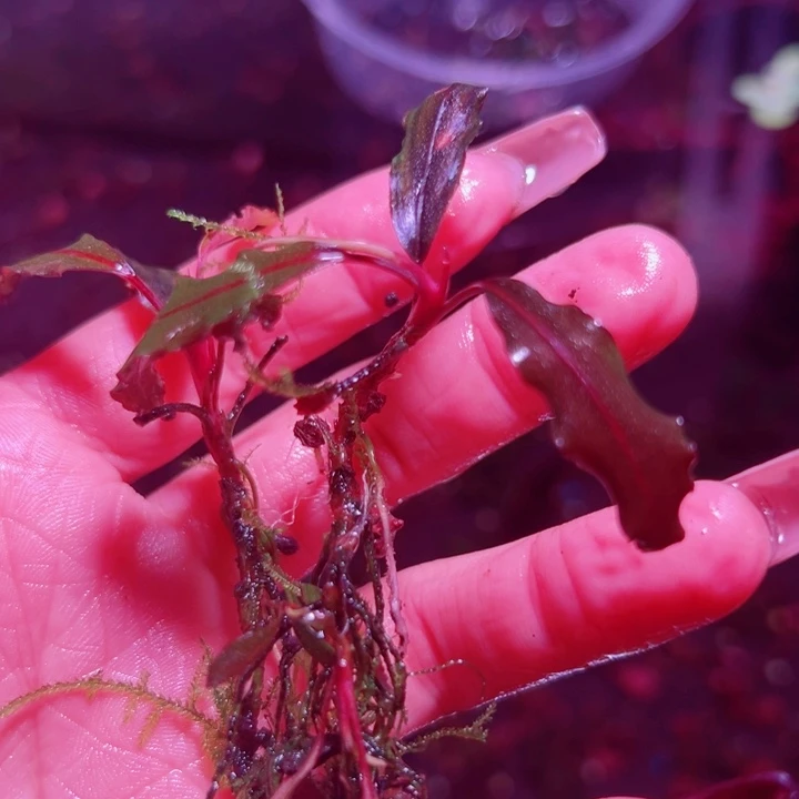 福利53号福利价植物一头