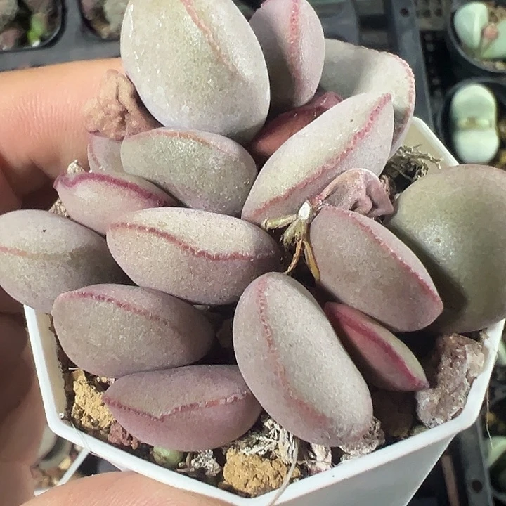 红蛋精品多肉植物