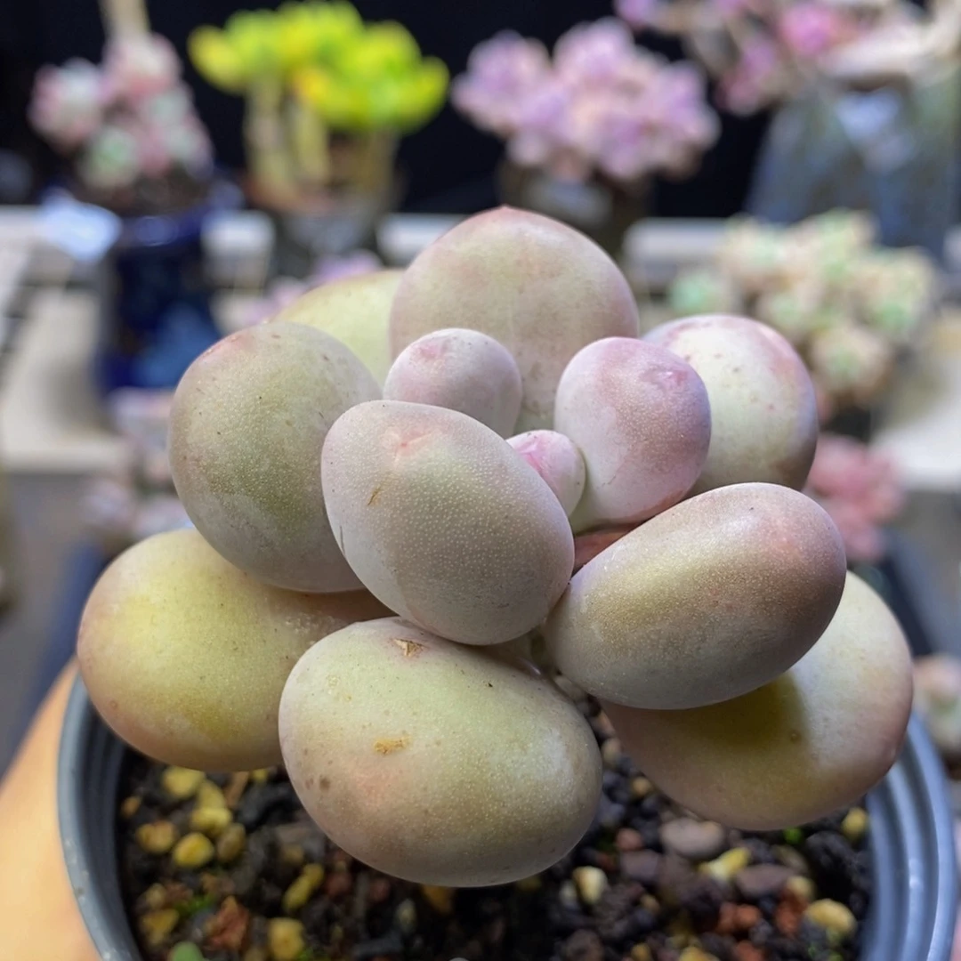 703 蛋黄奶6 厘米