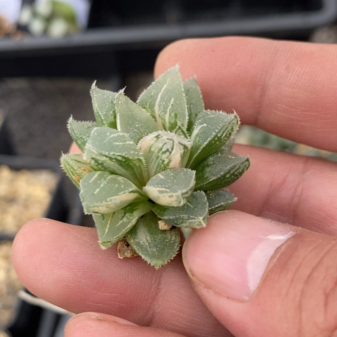 摇***亮1738 一颗福利。