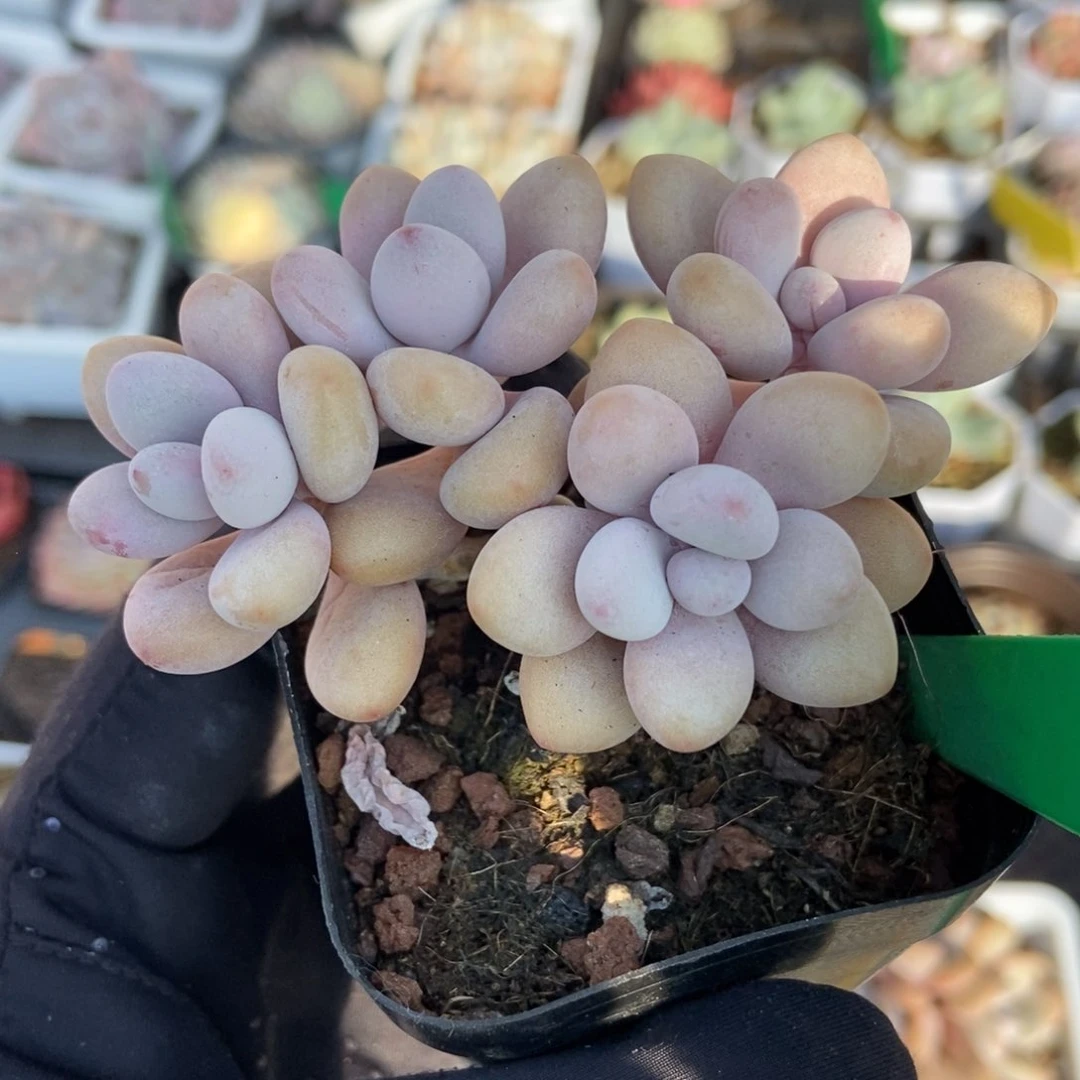 745桃蛋多肉植物保护