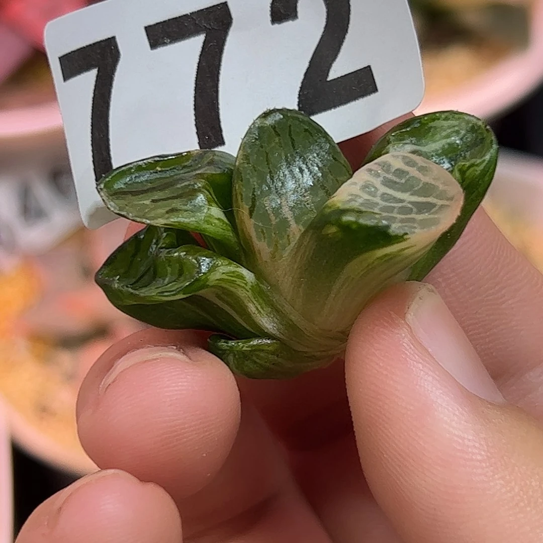 772日月潭锦十二卷多肉