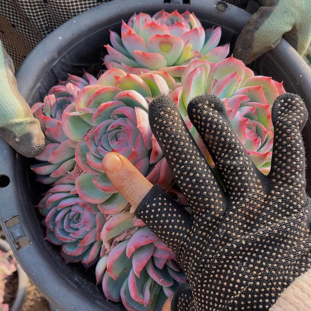 侧影29:8多肉带盆土