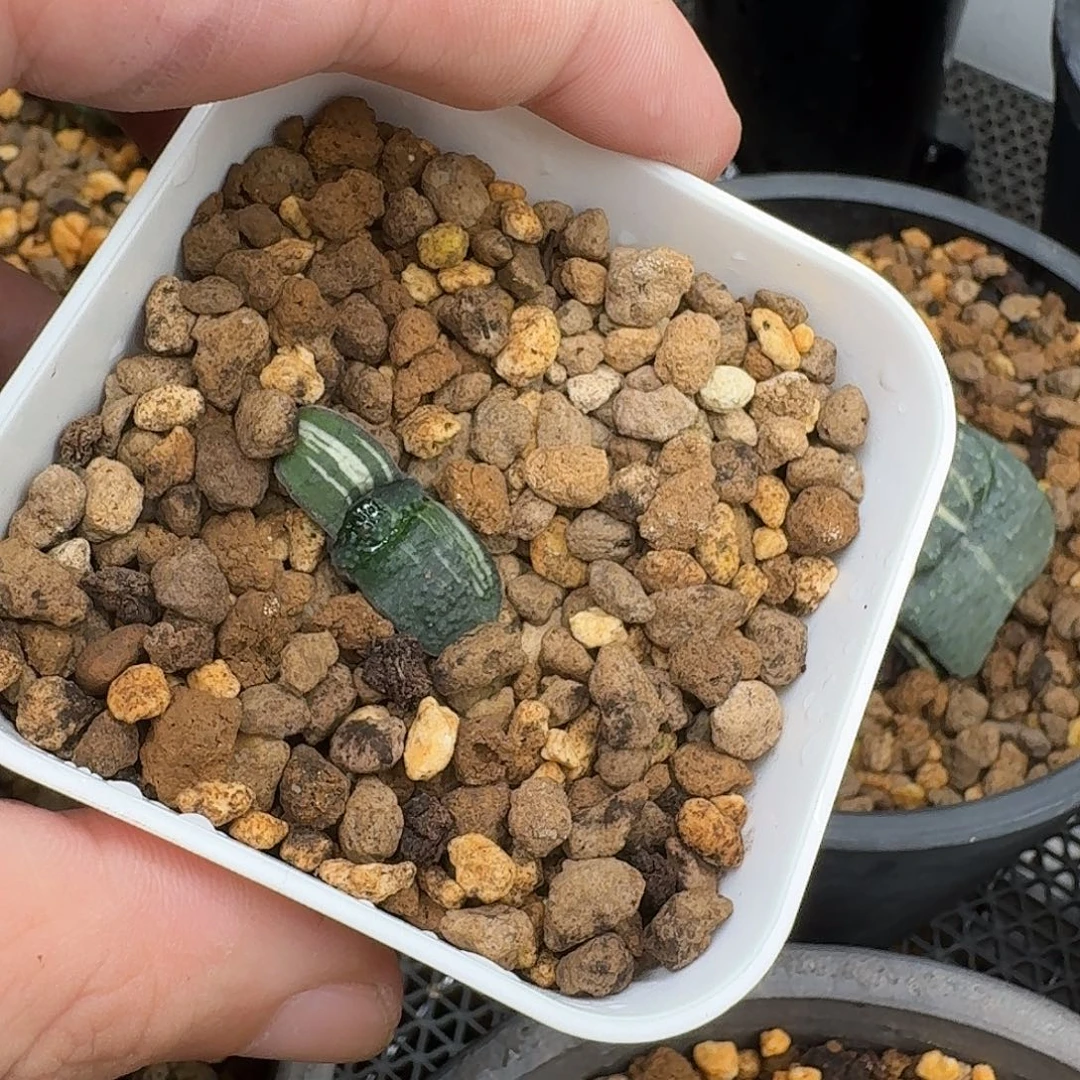 B2卧牛锦侧芽呵呵呵呵