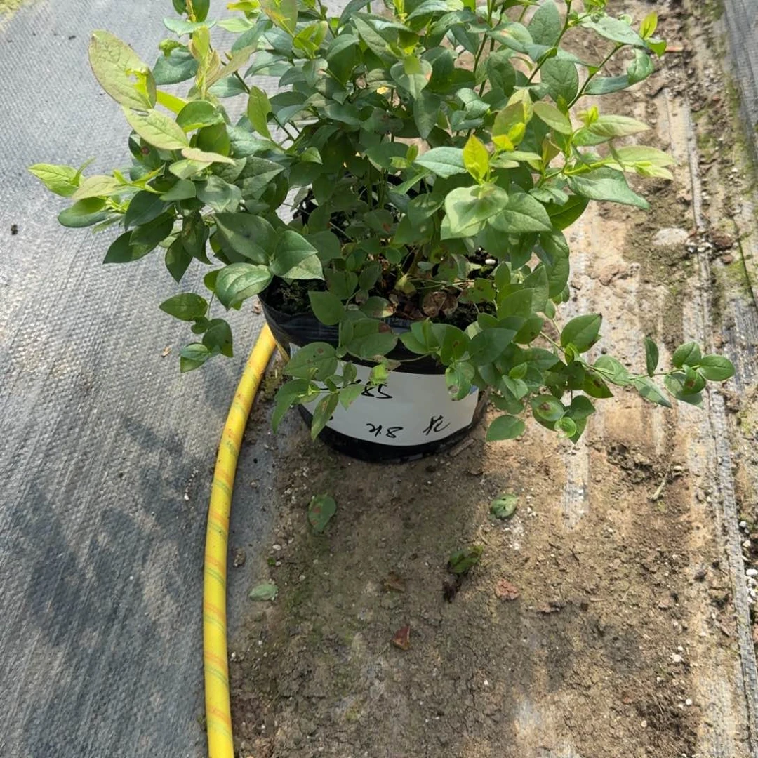 ，***，中钵花香一物一拍5985