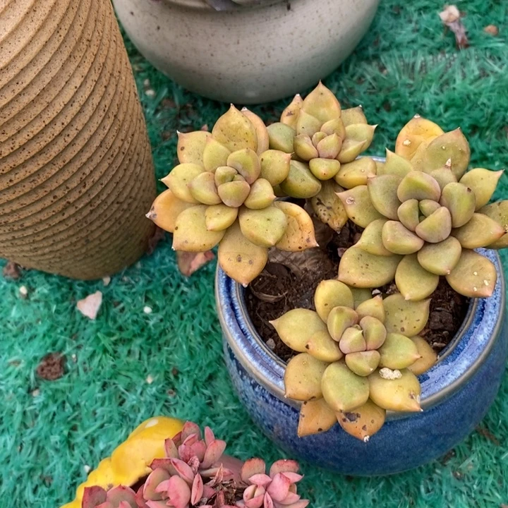 黄金象牙老桩无砍多肉