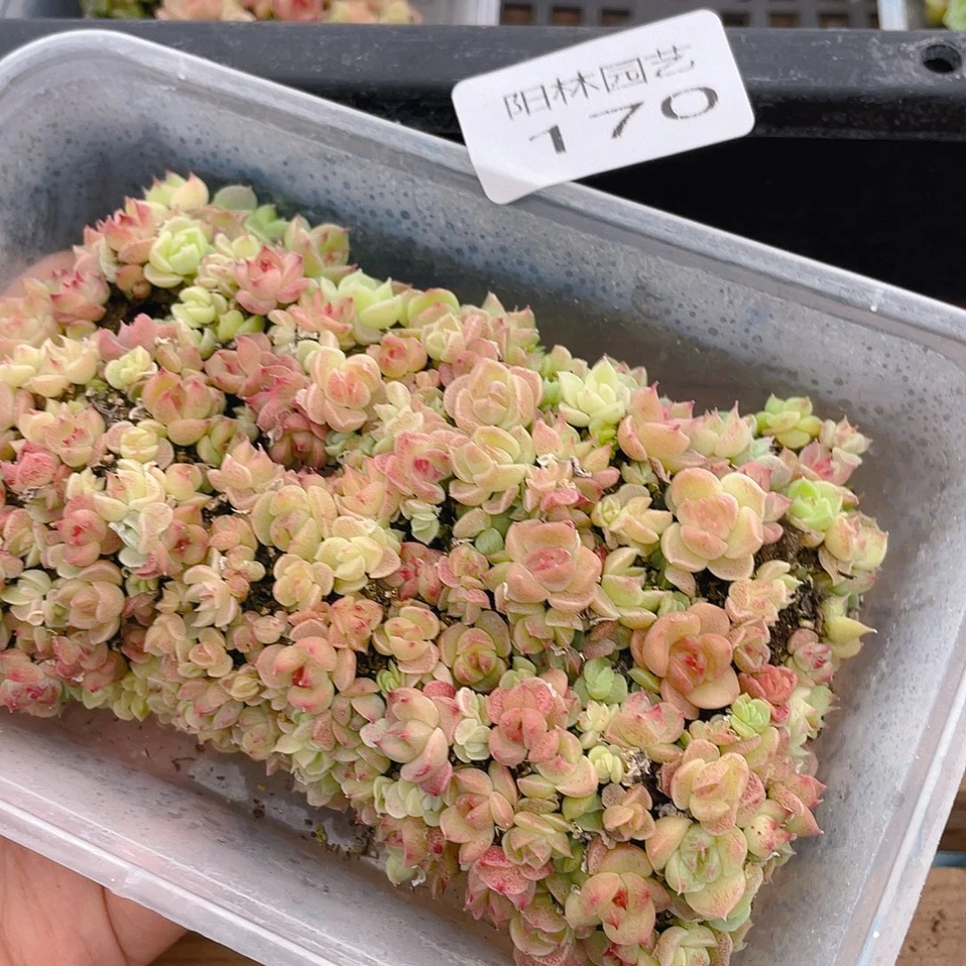 多肉植物多肉植物170