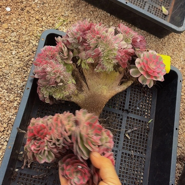 多肉植物福利活动346个