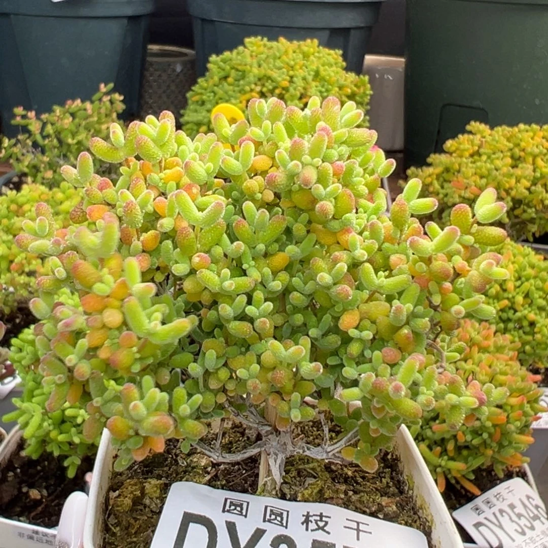 dy3574小精控蜜橘糖球冠幅5.5cm