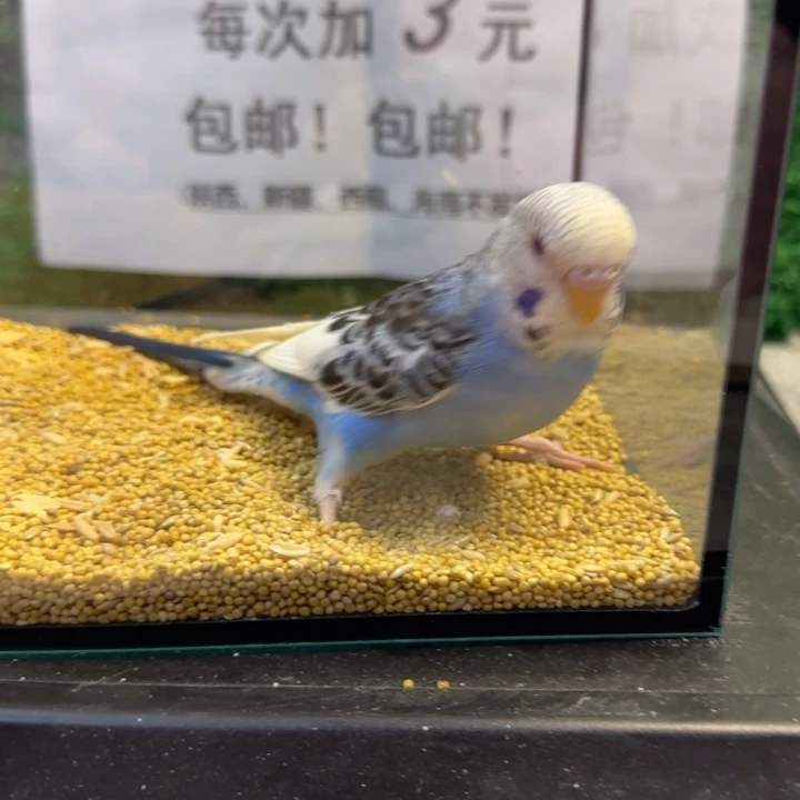 虎皮鹦鹉大头虎皮鹦鹉