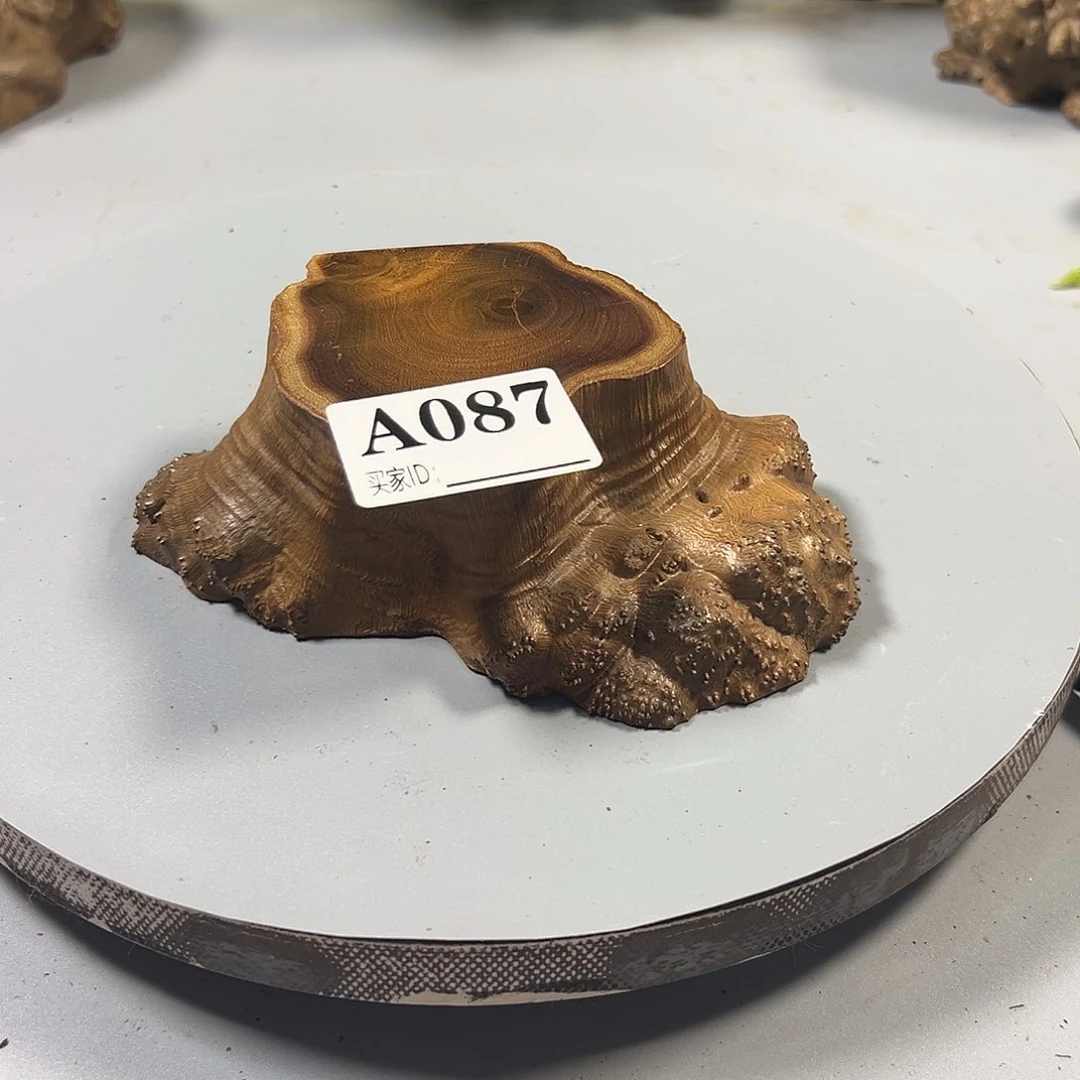 大果紫檀（缅甸花梨）西****✨