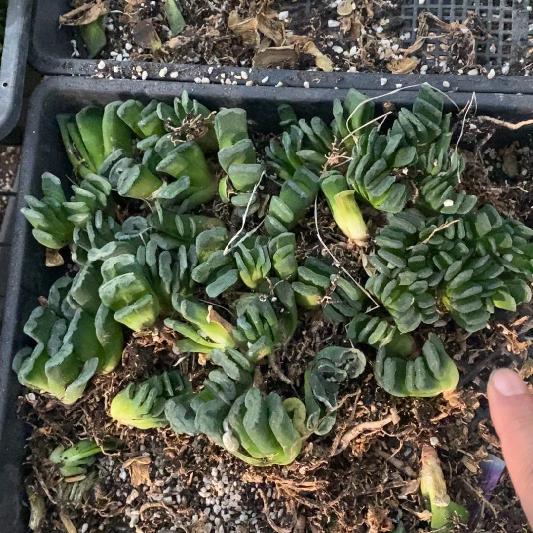 1212 一颗玉扇 超级福利