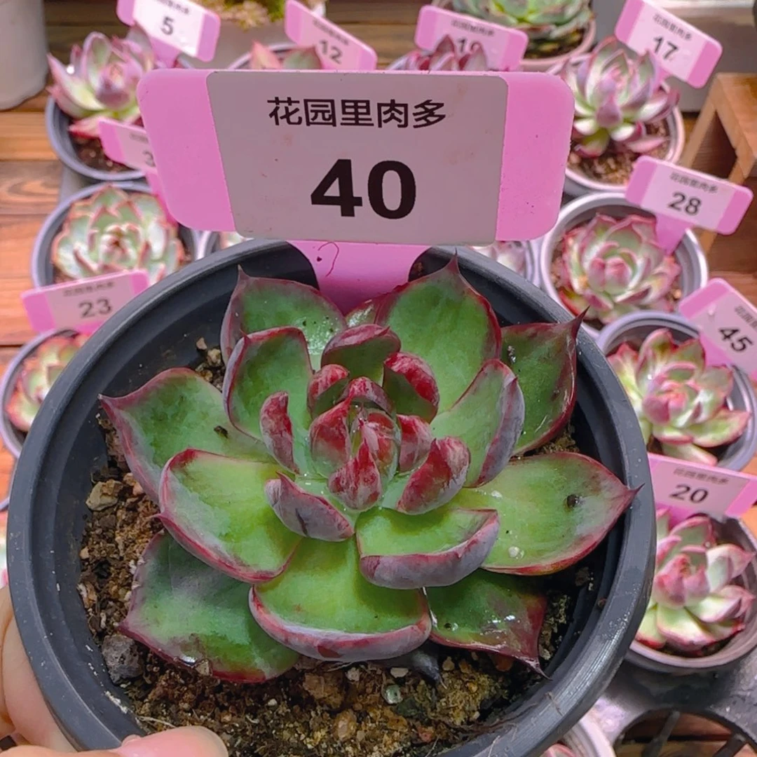 静**?40 惊鸿仙子非偏远地区满十八包邮